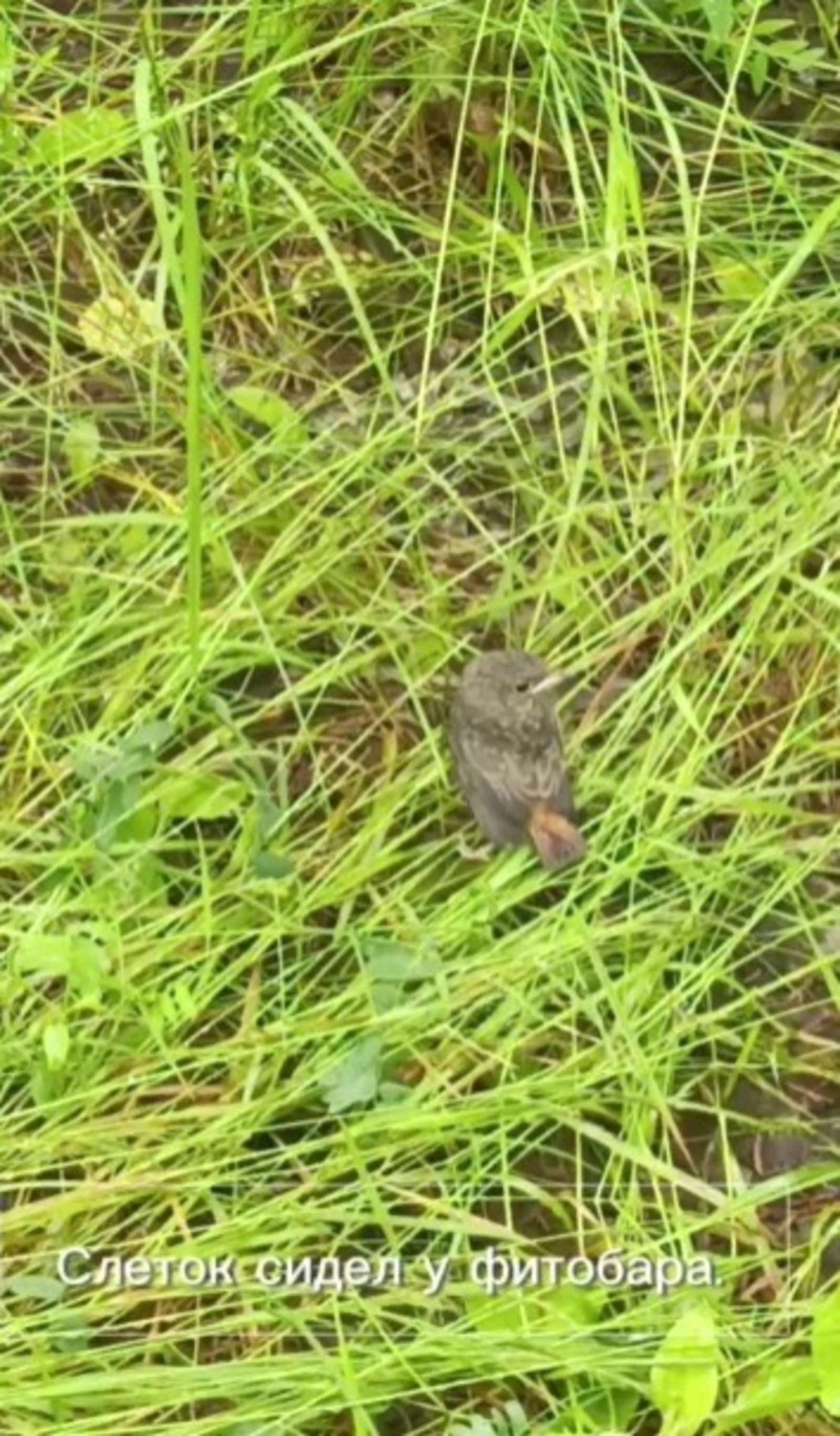 В заповеднике Башкирии напомнили, что делать при обнаружении птенца-слетка