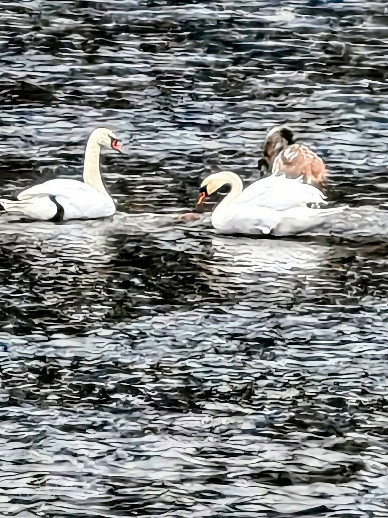 В Башкирии заметили новых лебедей
