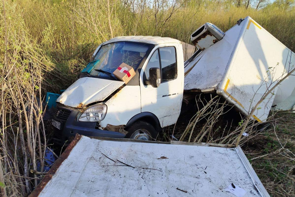 Лось погиб под колесами Газели в Башкирии: водитель в больнице Источник: