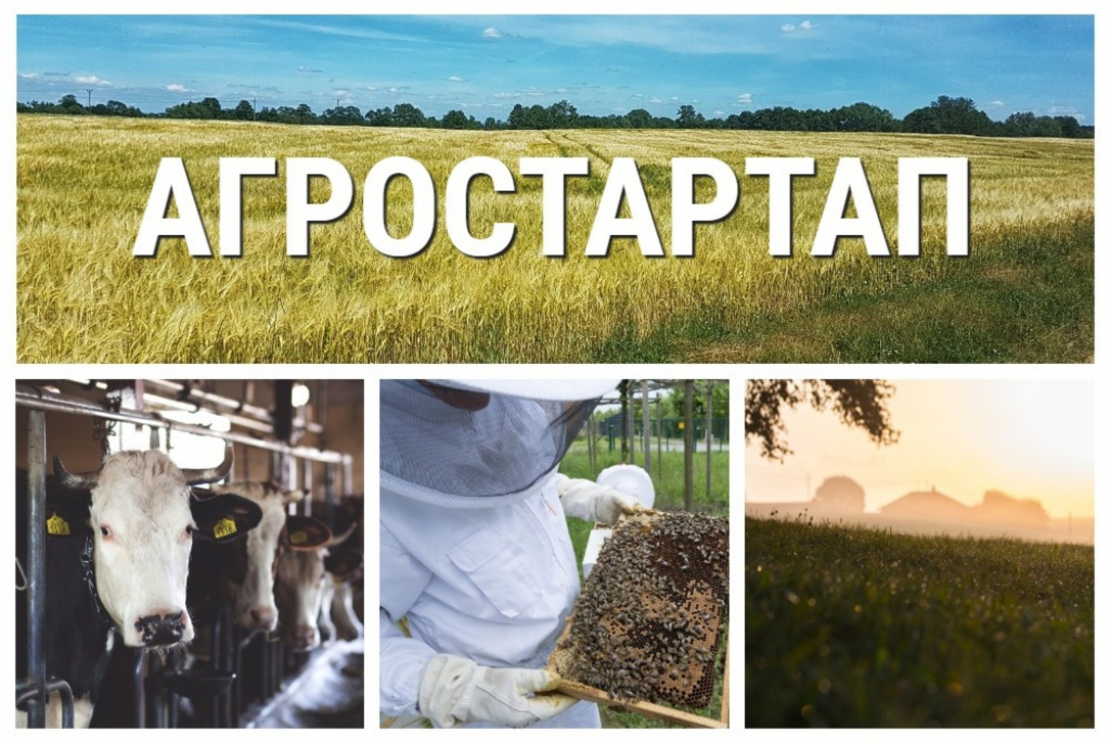 Отбор на гранты «Агростартап» прошли 24 начинающих предпринимателей Башкортостана