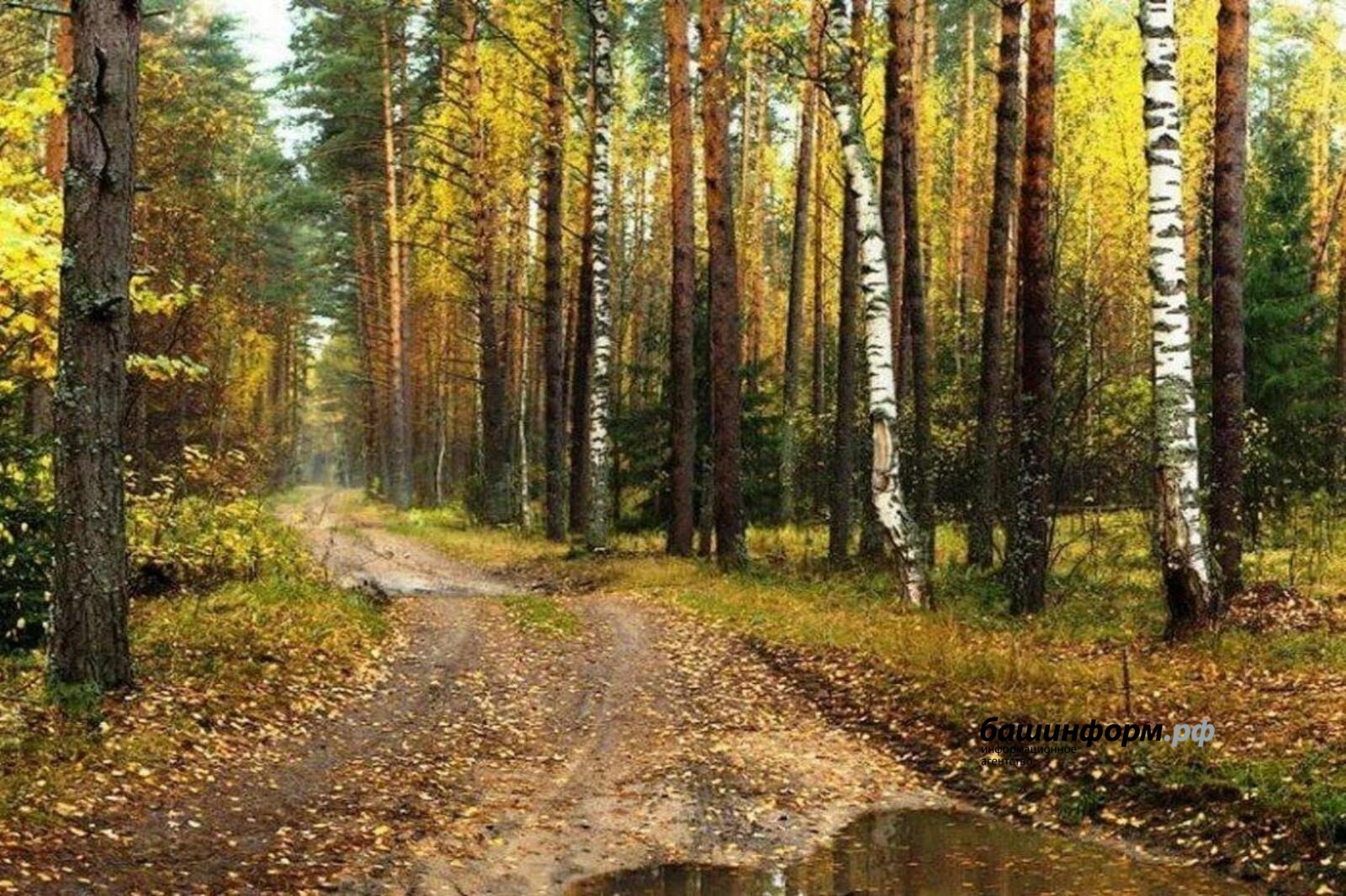 За сутки в лесах Башкирии заблудились 14 человек