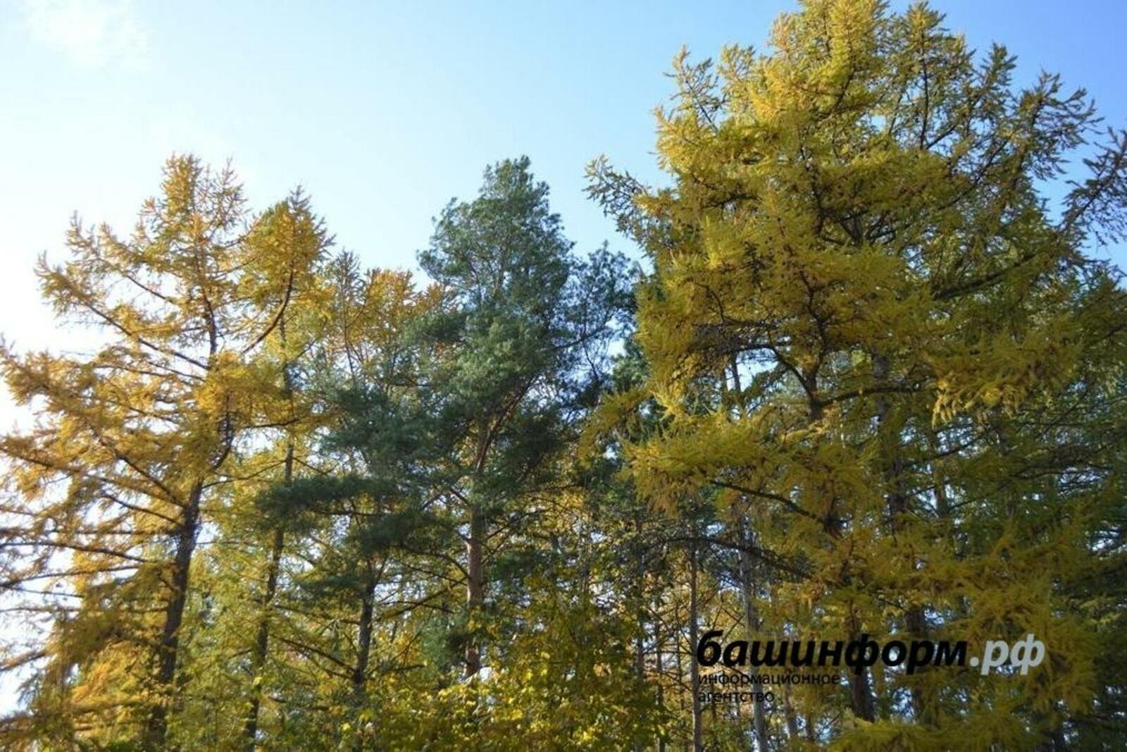 Пожарная обстановка в Башкирии остается стабильной