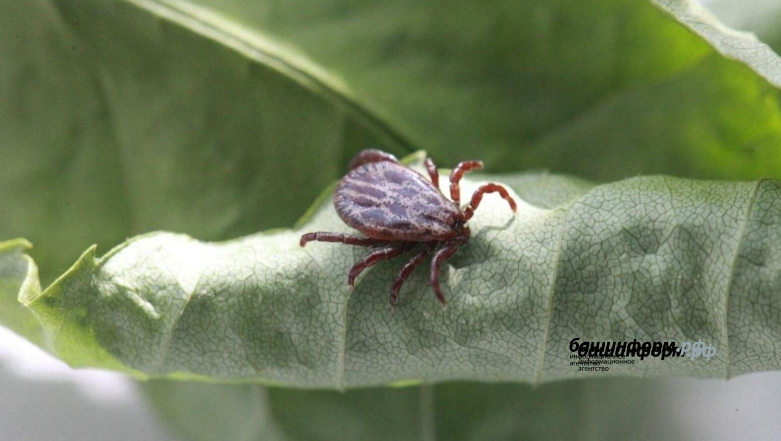 В Башкирии 13 человек заразились клещевым энцефалитом с начала эпидсезона