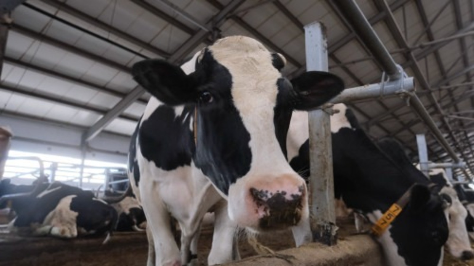 В селе Башкирии у животных обнаружили бешенство