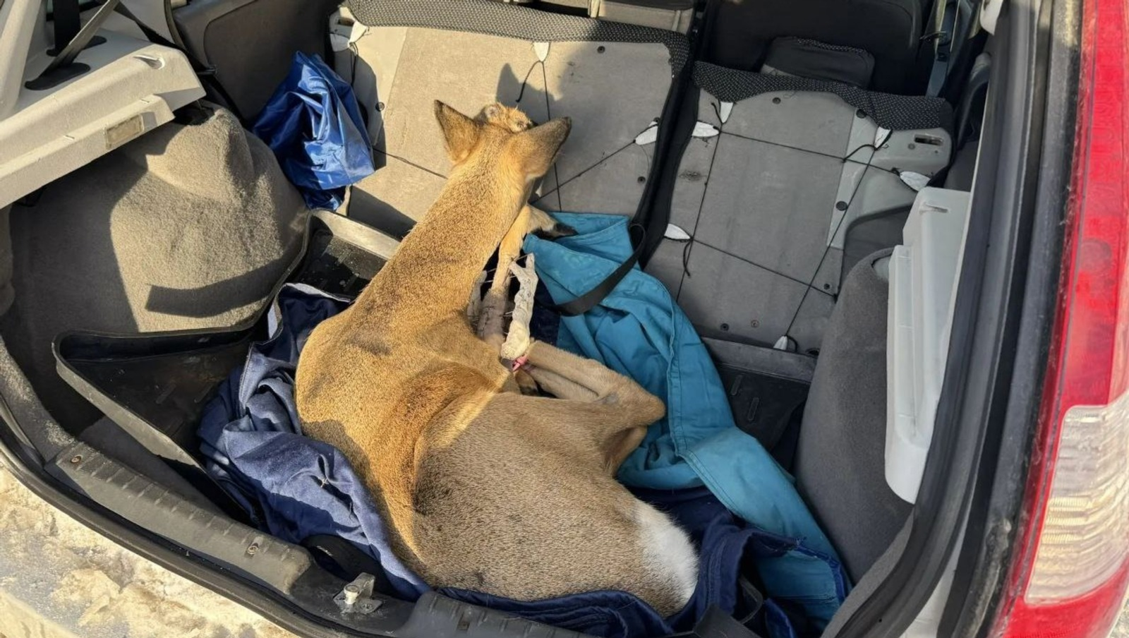 В Уфе прооперировали сбитую на трассе косулю
