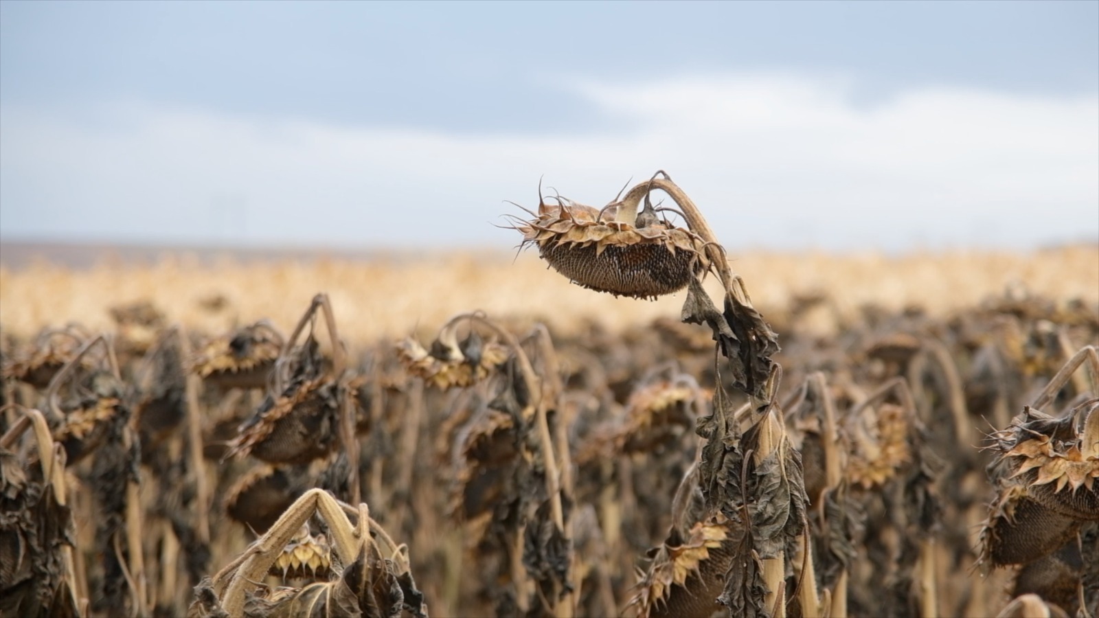 Аграрии Башкирии будут больше сеять масличных культур