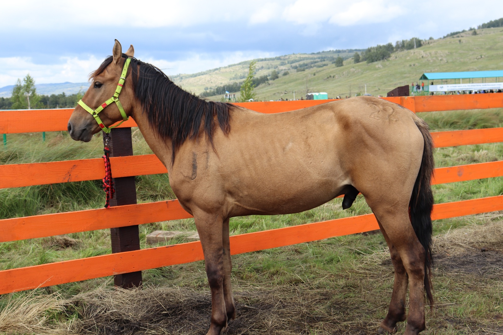 Скоро Фестиваль «Башкорт аты - 2025»