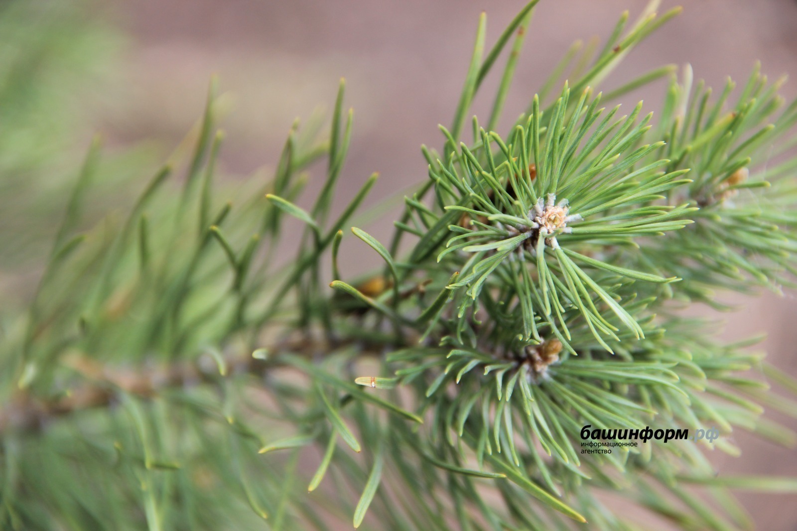 Минлесхоз Башкирии выставил на торги 65 лотов для предпринимателей