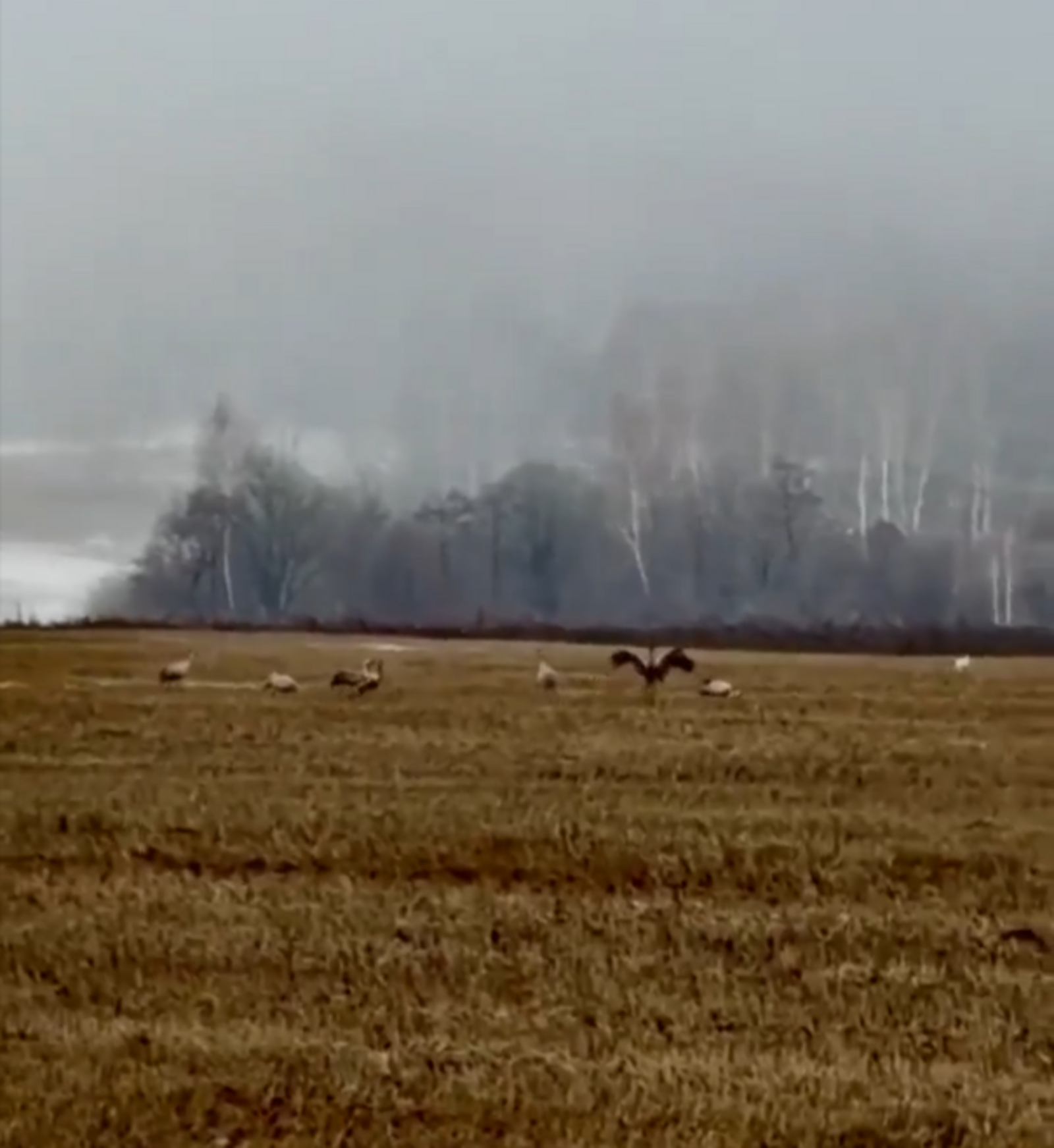 В Башкирии засняли уникальный танец журавлей