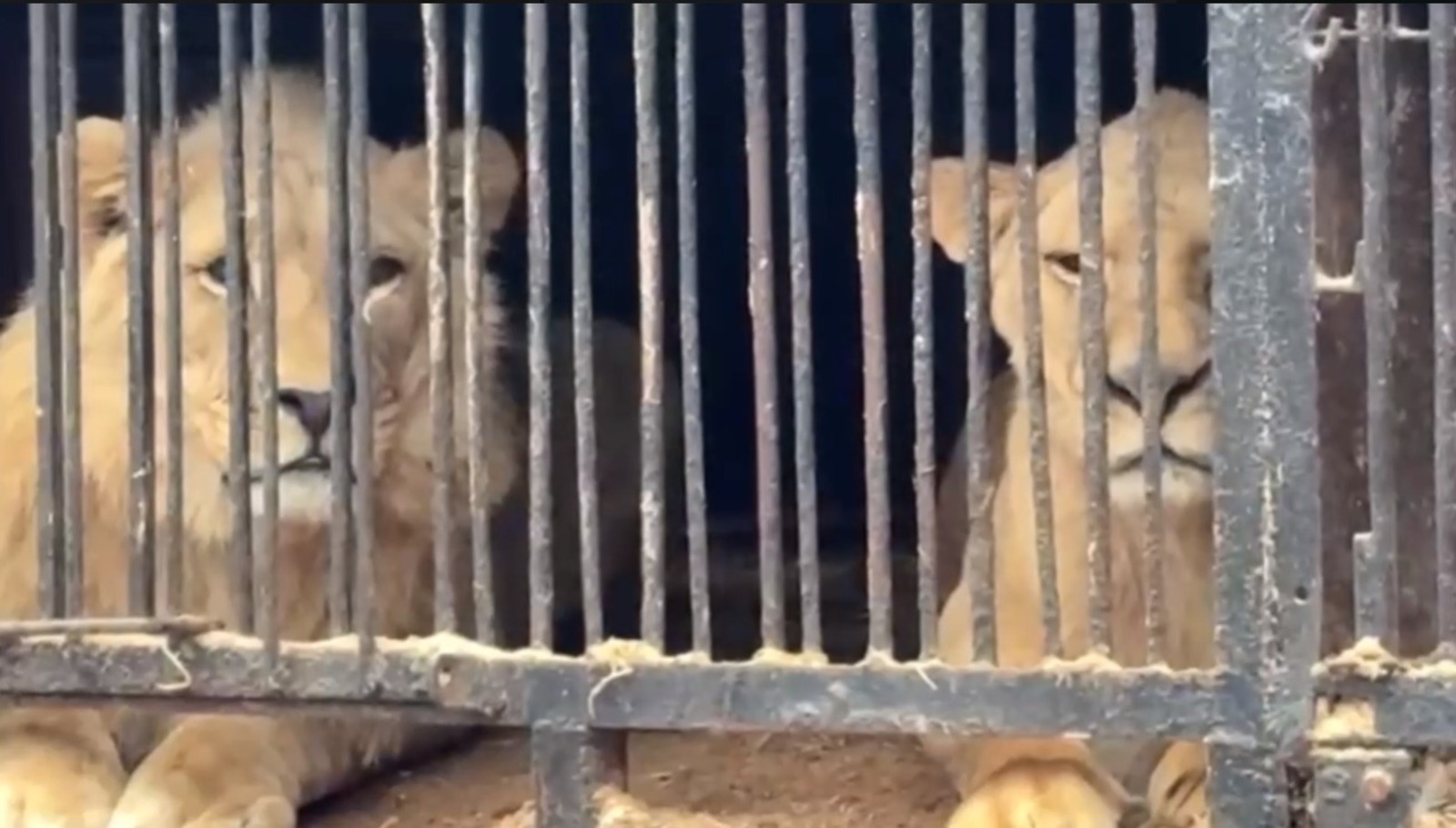 В уфимском зоолунапарке «Саванна» выявили нарушения