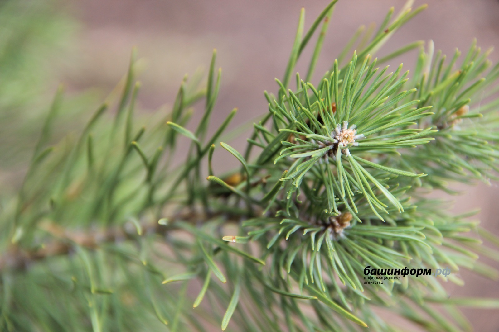 В Башкирии можно получить лесной участок через региональный портал Госуслуг