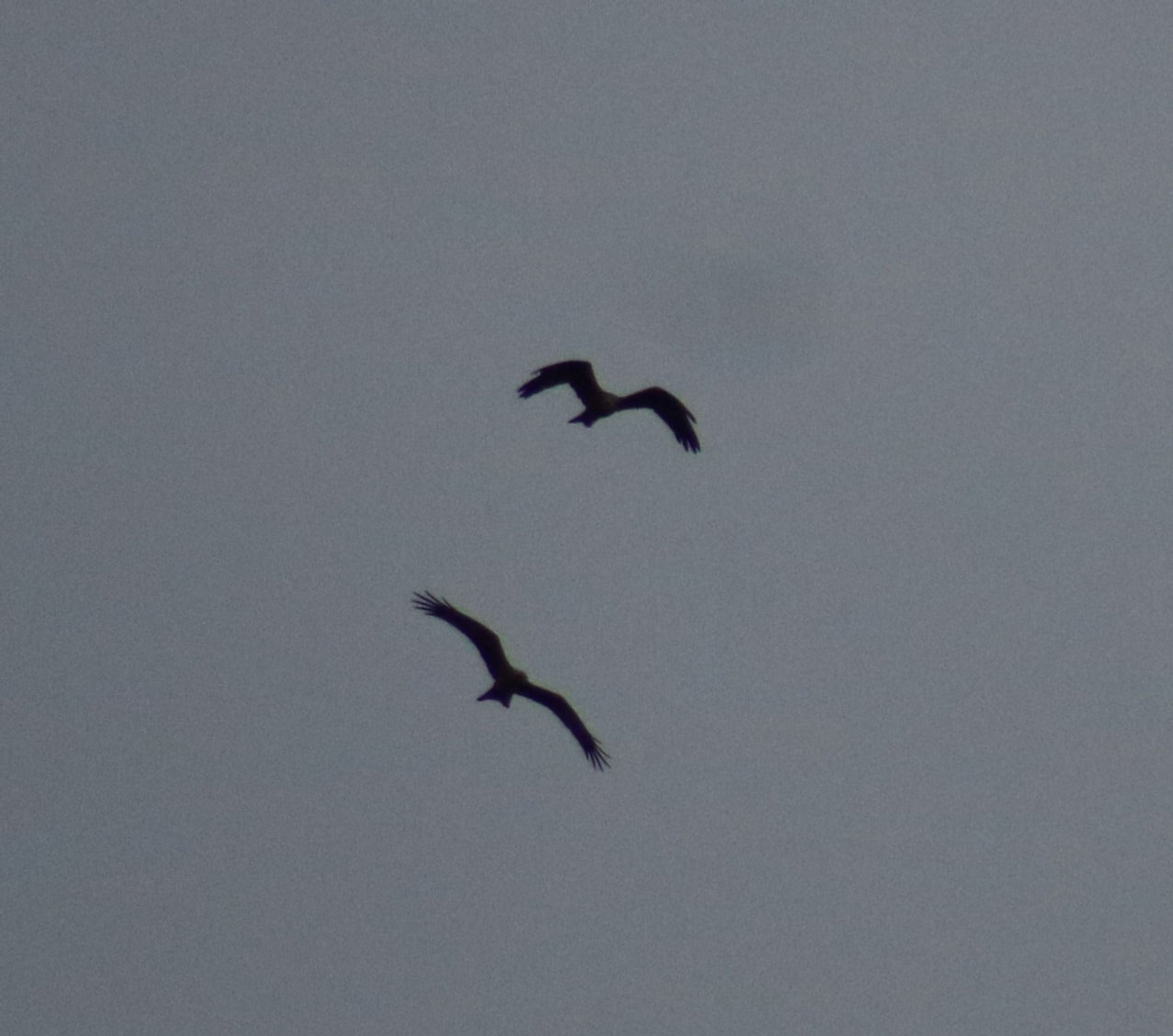 Чёрные коршуны в нацпарке "Башкирия"