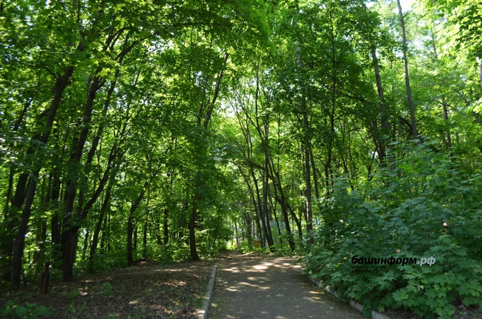 В Уфимском районе продолжаются поиски исчезнувшего грибника