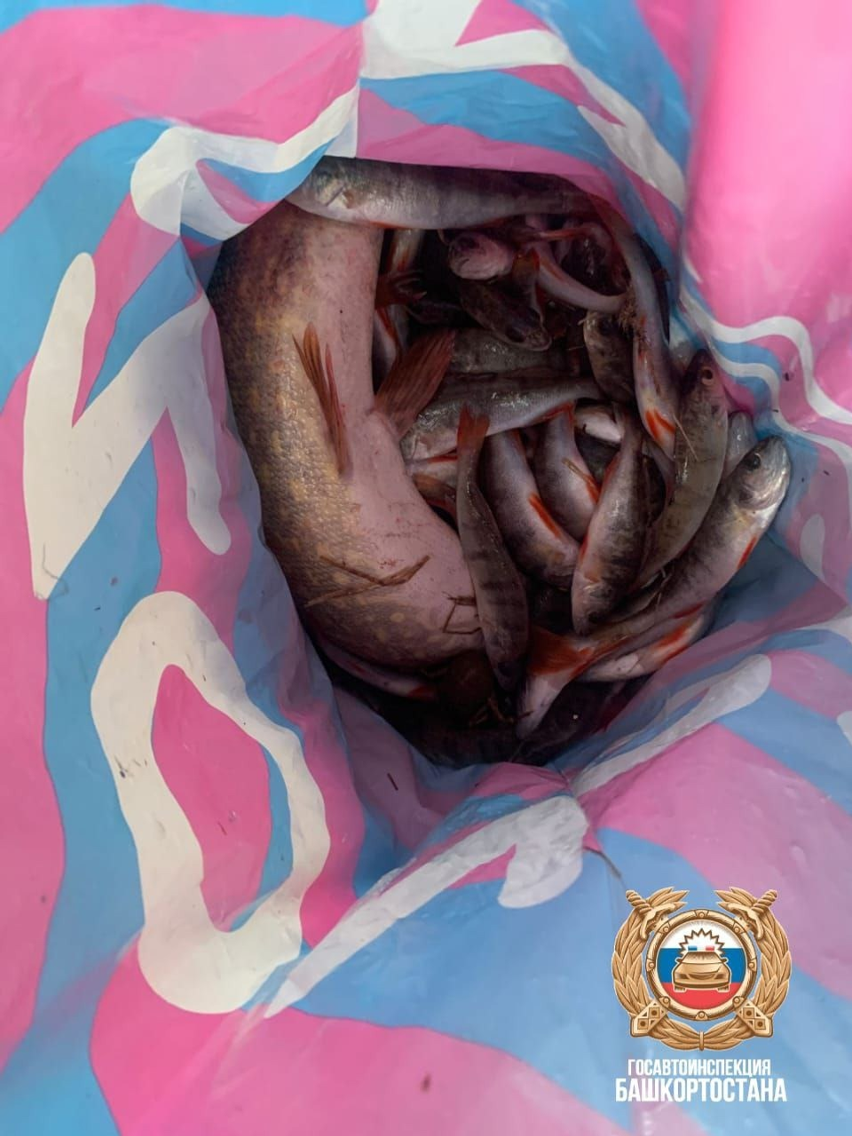 В Башкирии полицейские задержали двух браконьеров
