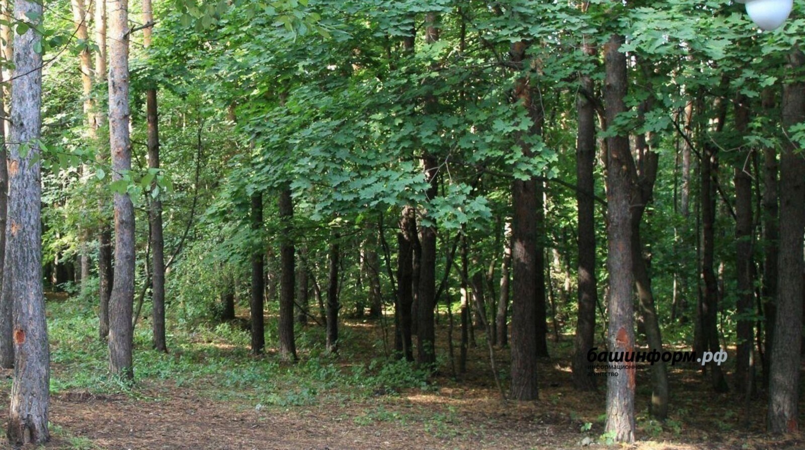 В Башкирии высадили более 10 миллионов деревьев