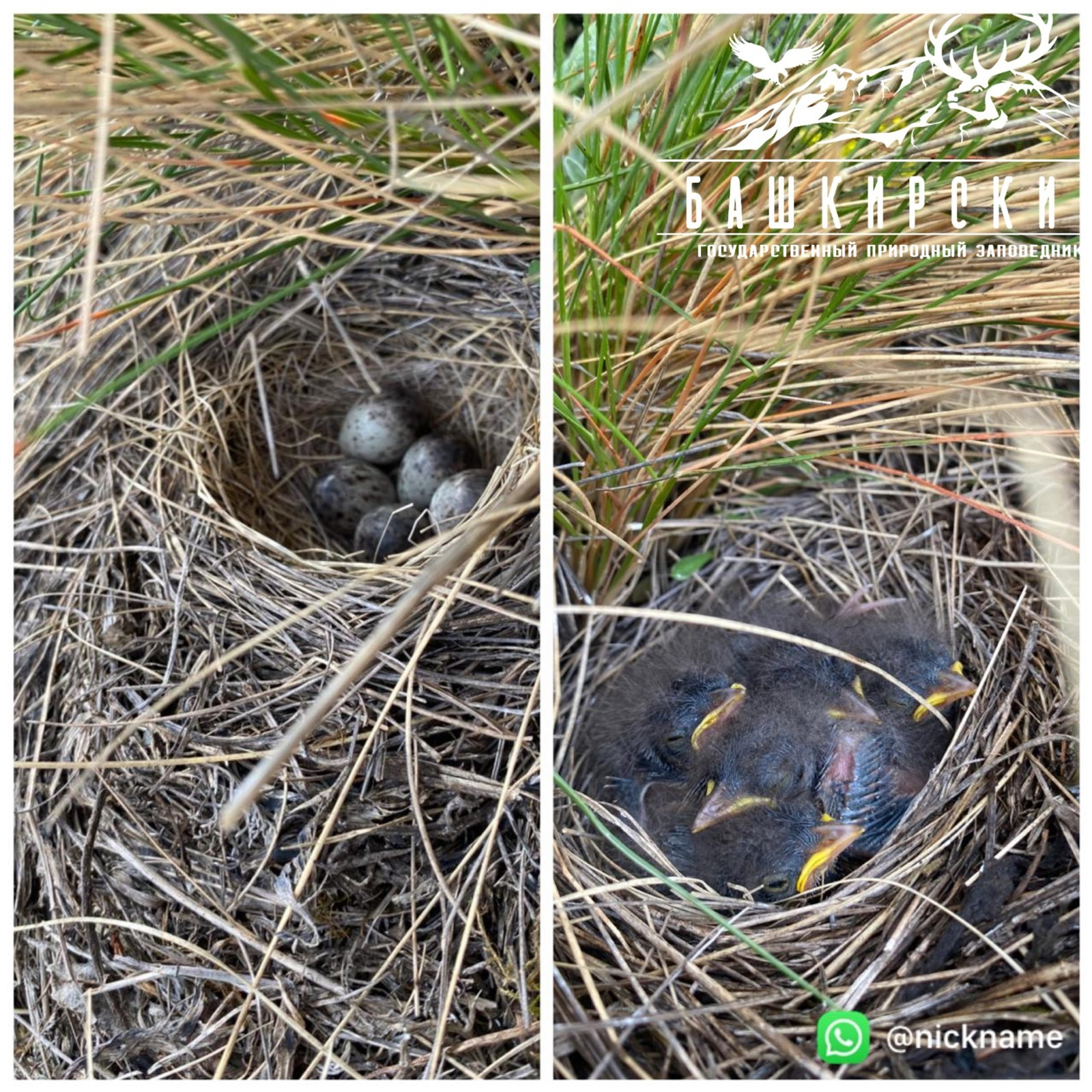 В Башкирском заповеднике обнаружили гнездо с птенцами лесного конька