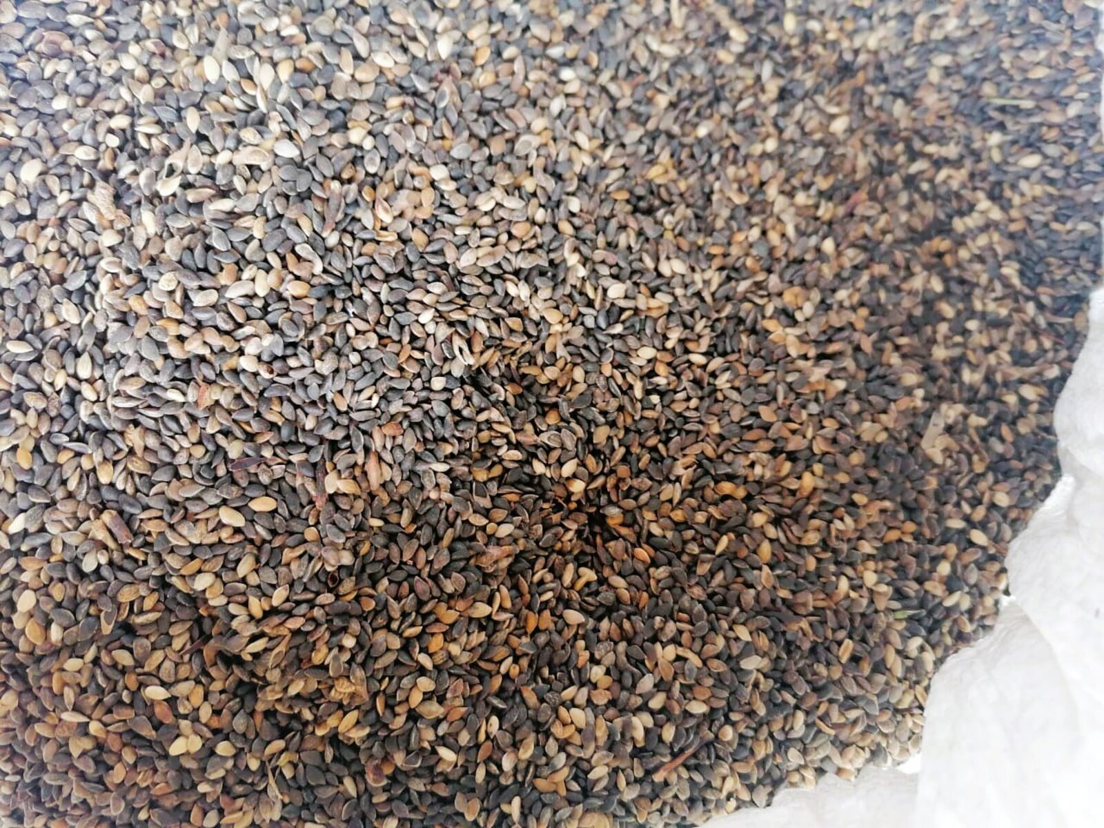 В Башкирии заготовили более 3 тонн семян лесных растений