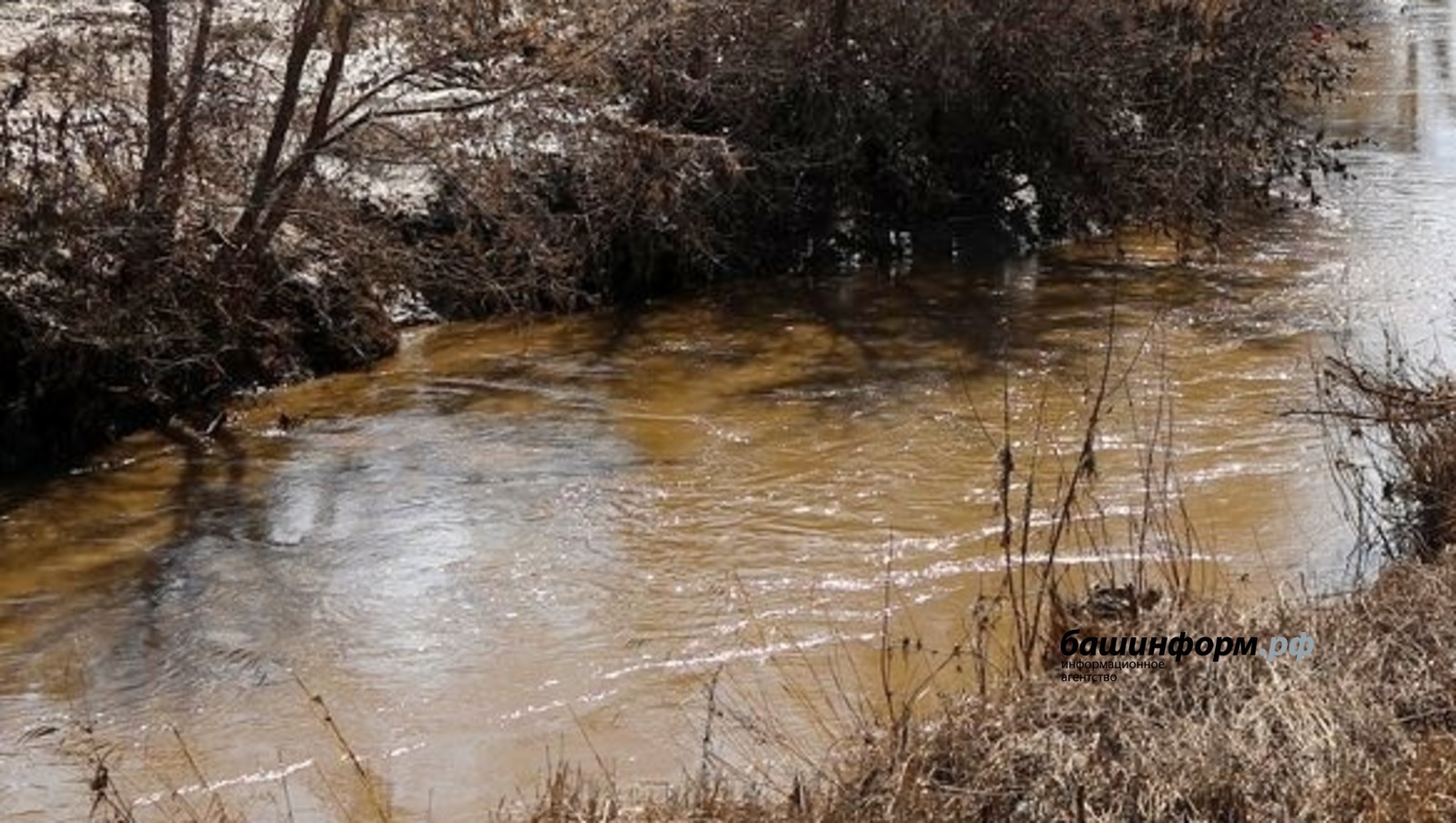 В Башкирии опровергли причастность бобров к потопу в Ишимбае