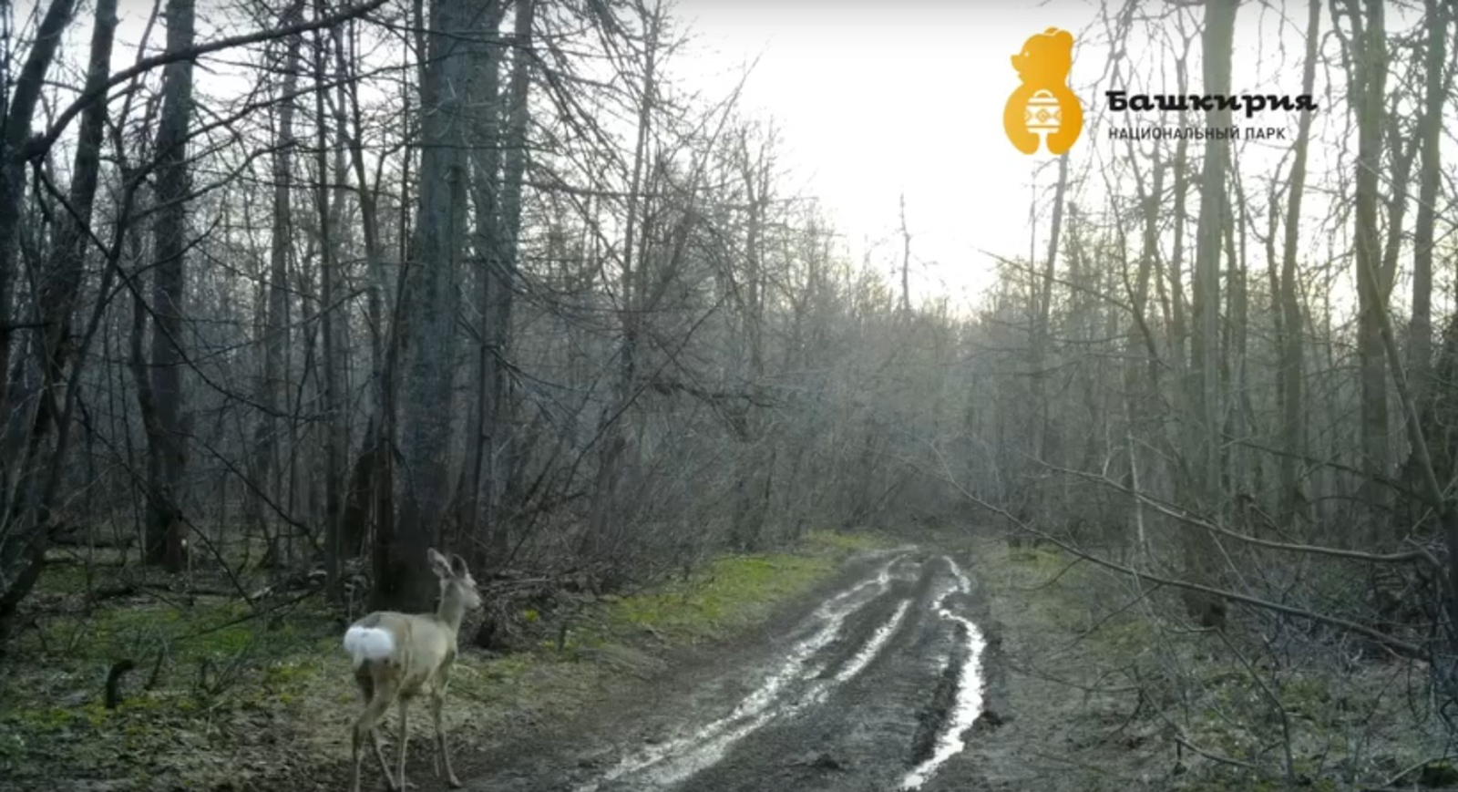В нацпарке «Башкирия» рассказали, что такое «зеркало» у косуль