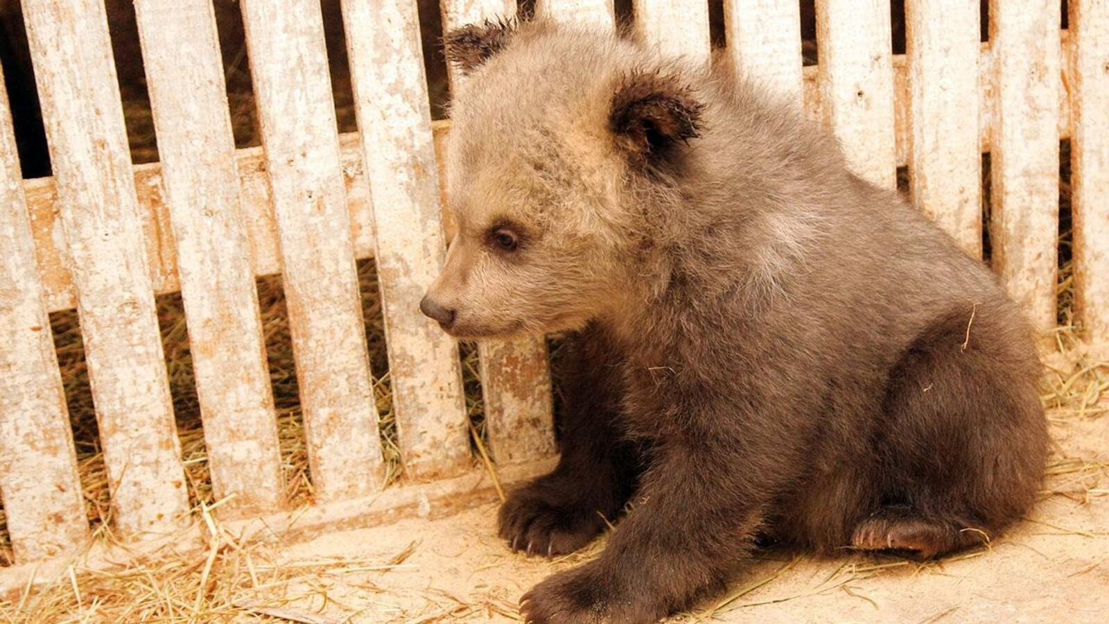 Экологи Башкирии объяснили, почему нельзя «спасать» детёнышей диких зверей