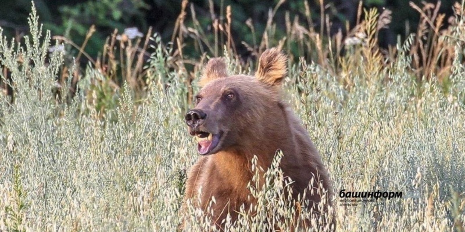В Башкирии спасатели рассказали, что делать при встрече с дикими животными