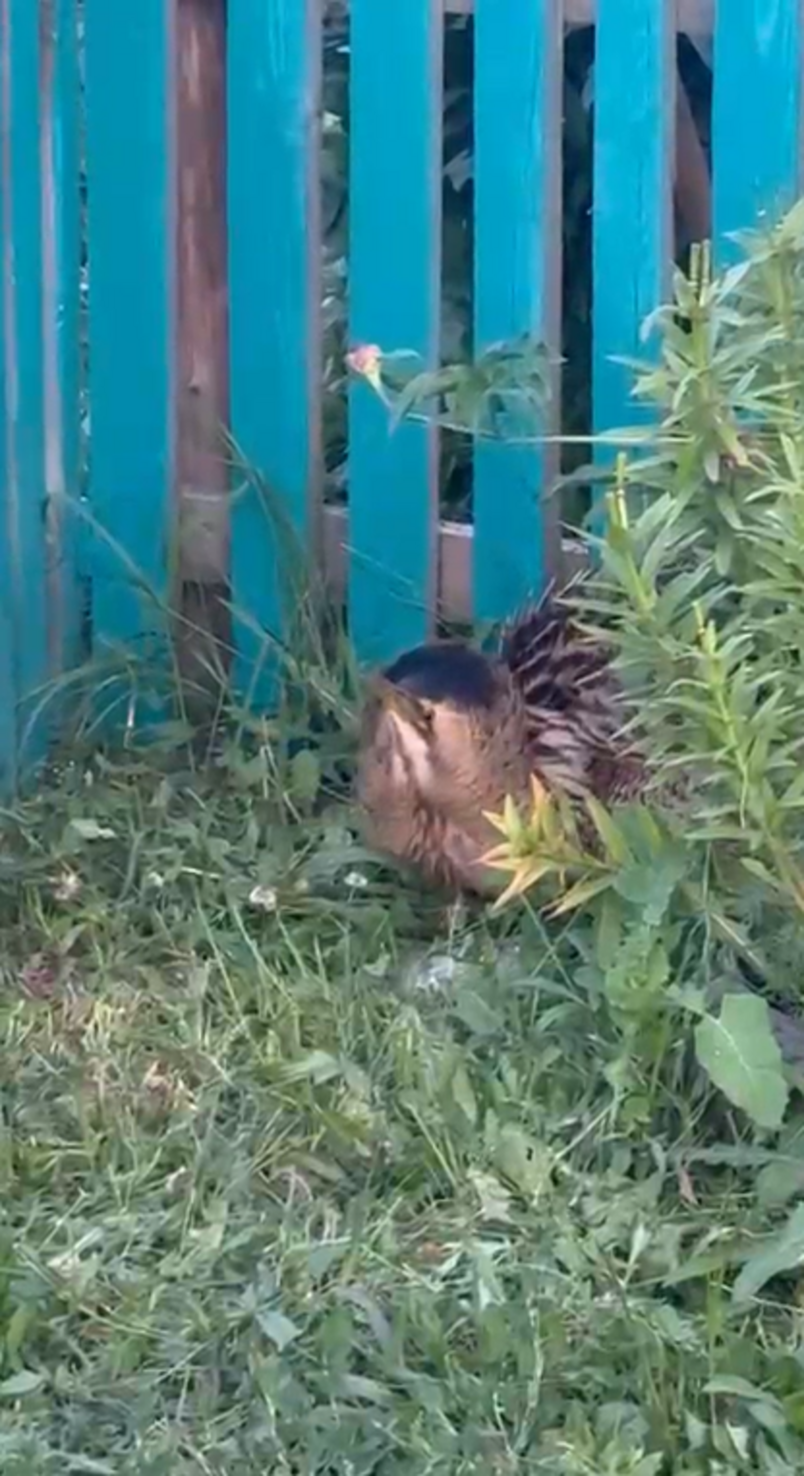 Редкая гостья забрела во двор в Хайбуллинском районе