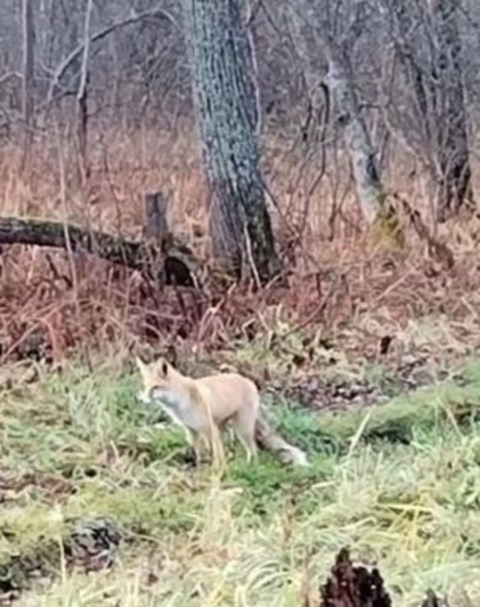 В Башкирии к людям вышла лиса
