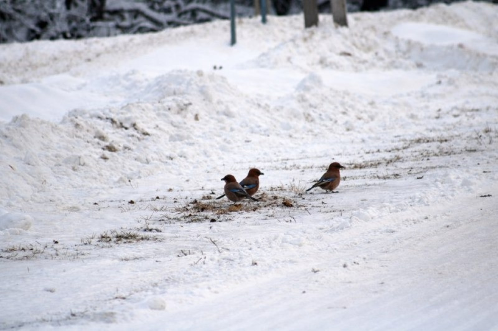 В нацпарке «Башкирия» засняли добывающих жёлуди соек