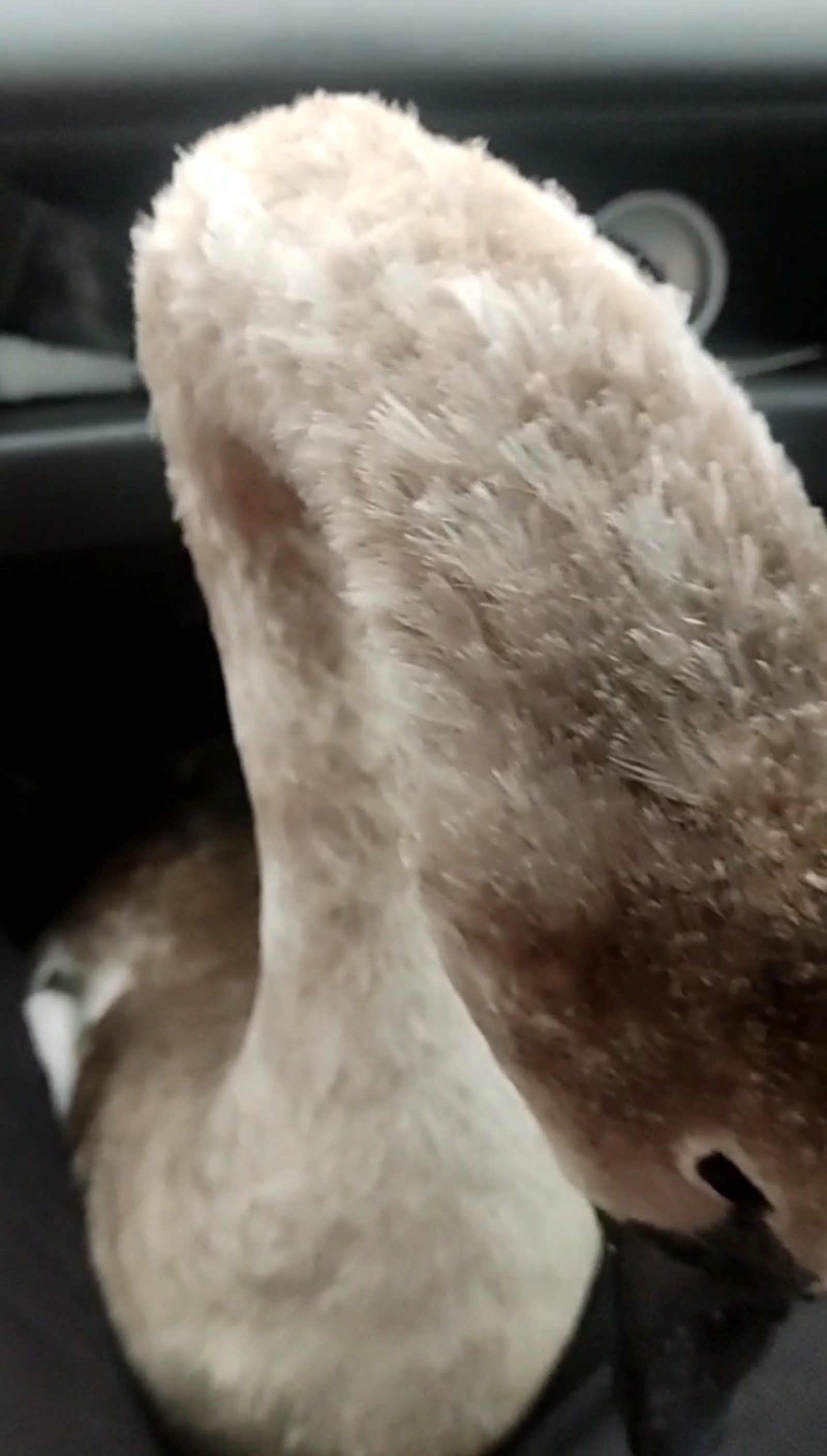 В Башкирии нашли необычного лебедя без крыльев