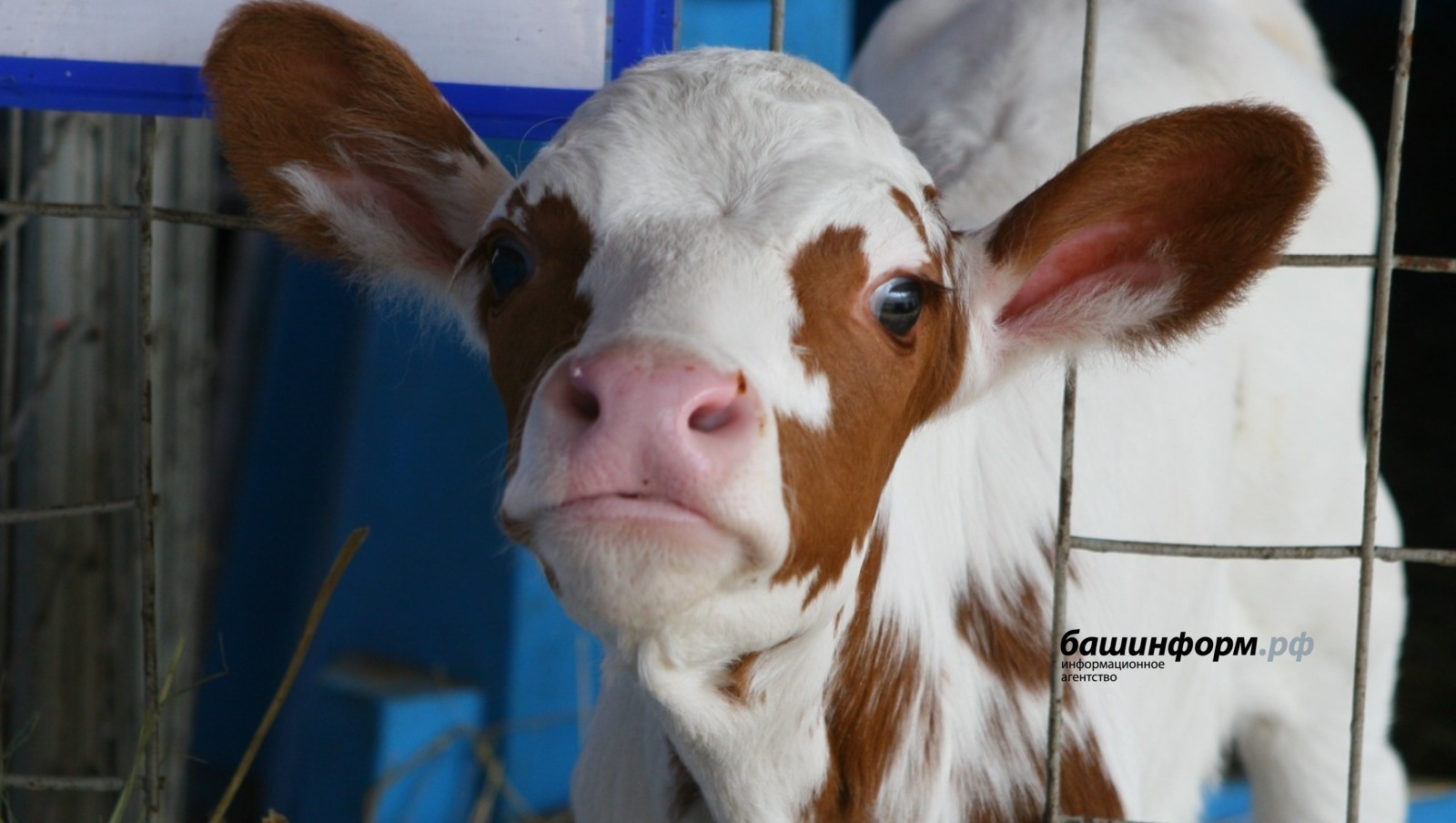 В деревне Янгазино Башкирии ввели карантин по бешенству