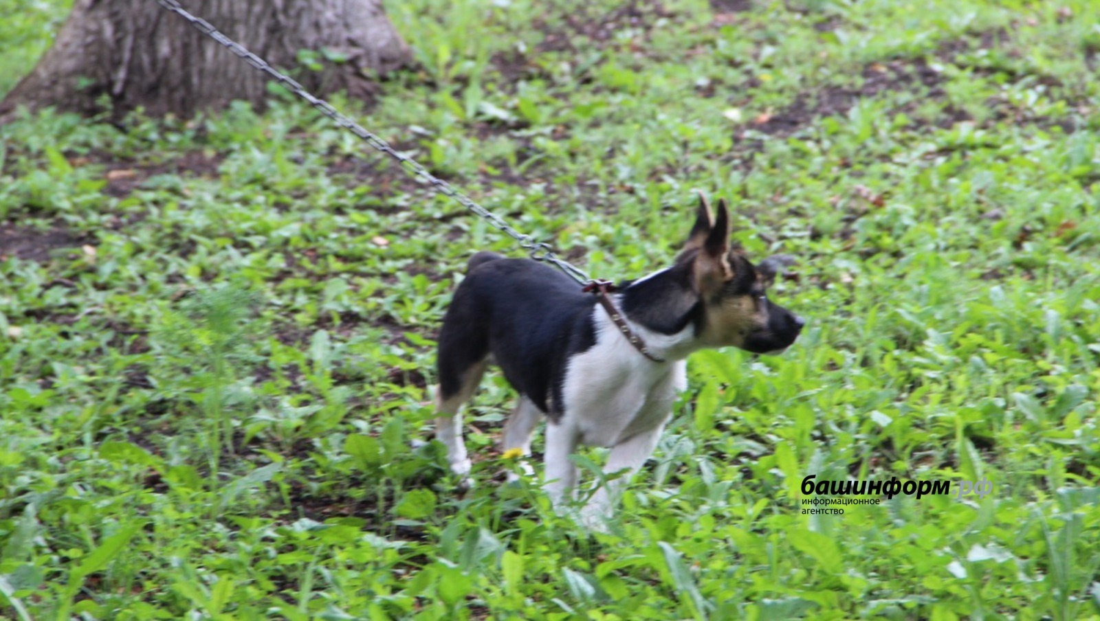 Госдума ужесточит правила выгула собак