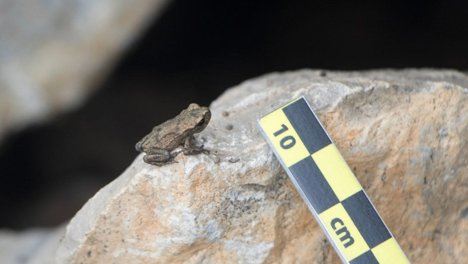 В Башкирии ищут жабу