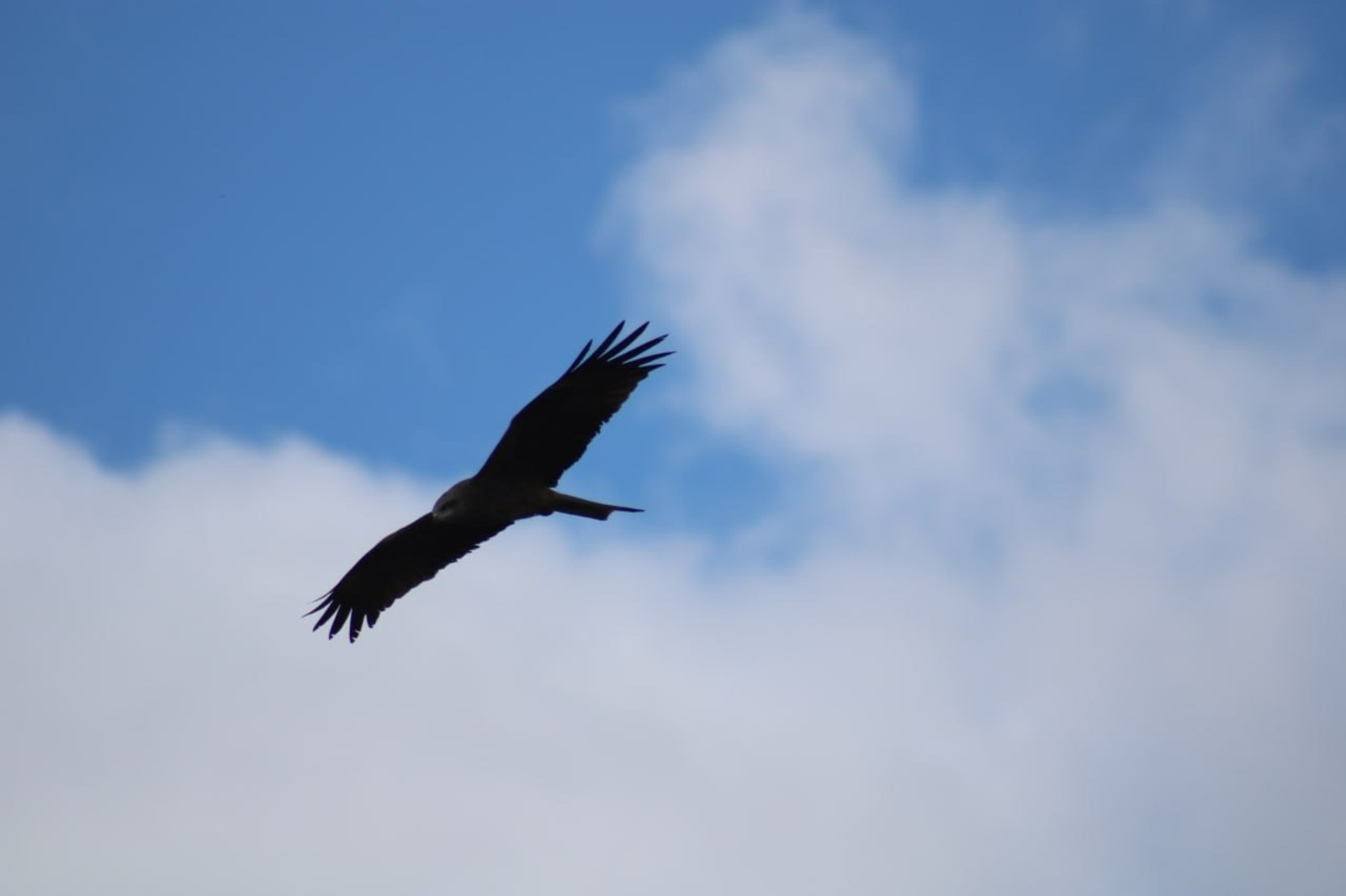 Чёрные коршуны в нацпарке "Башкирия"