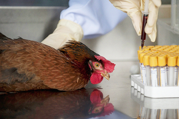 В Хайбуллинском районе предпринимают меры по недопущению заноса и распространения вируса высокопатогенного гриппа птиц