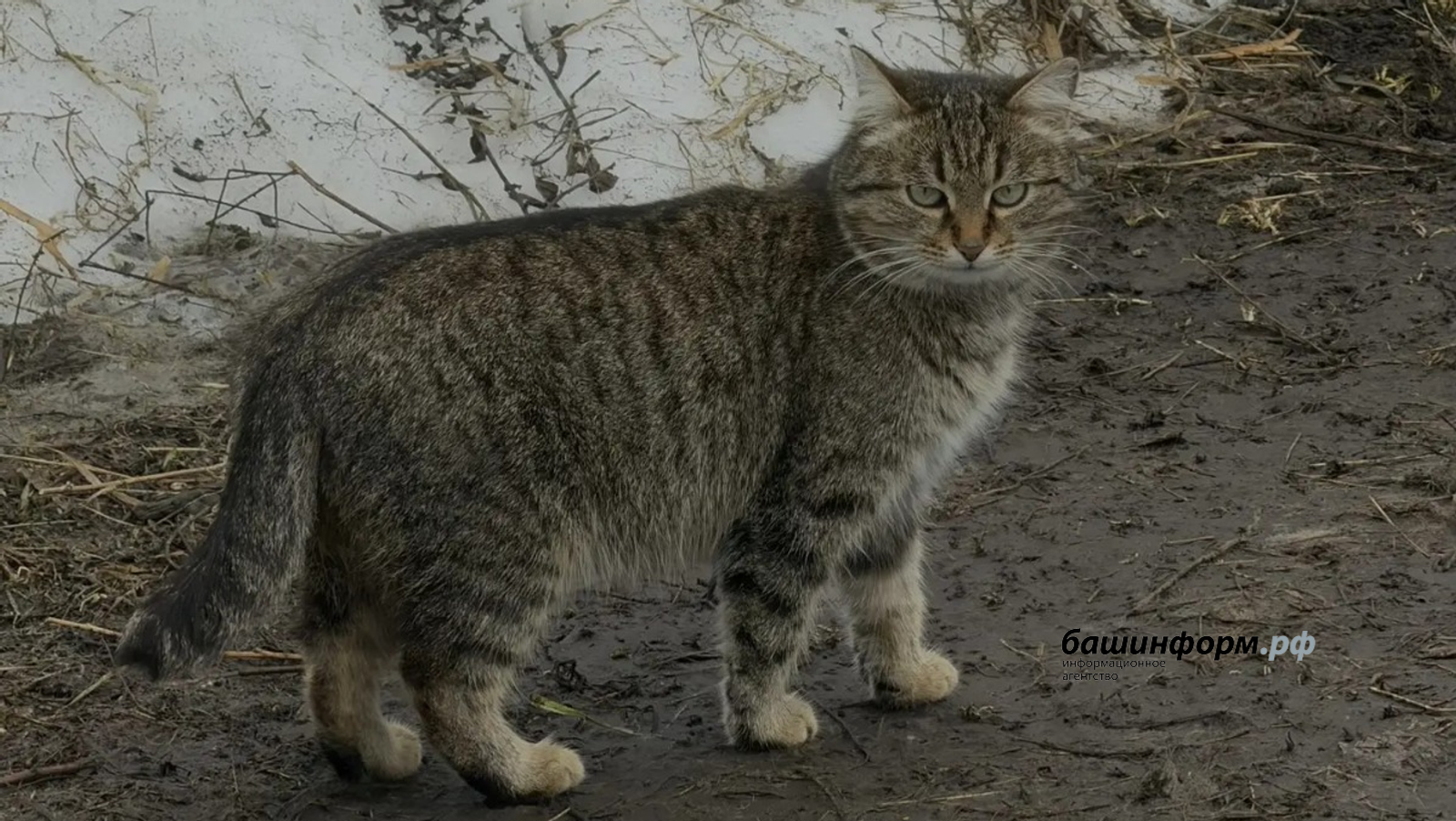 Названы породы собак и кошек, которые чаще всего теряются в Башкирии