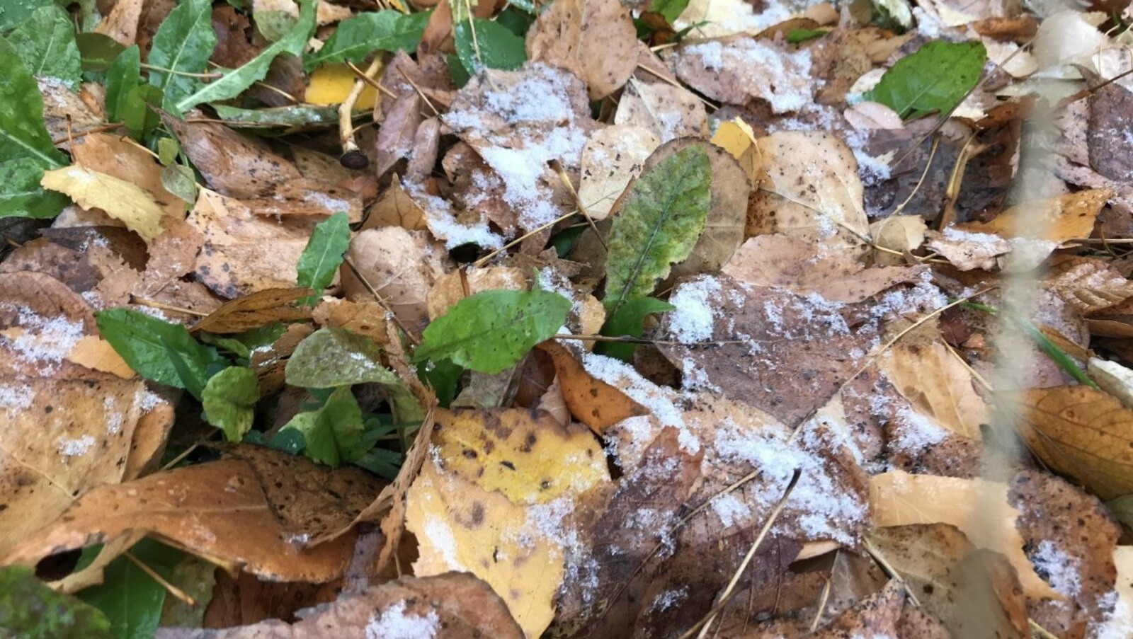 На Башкирию надвигаются дожди со снегом