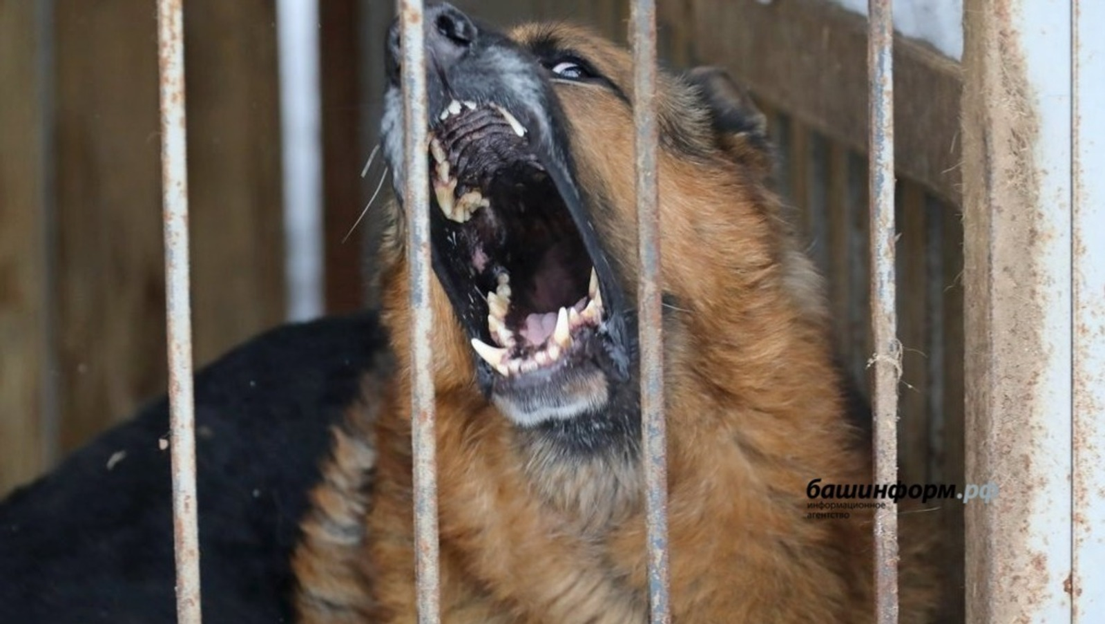 В Башкирии ужесточат закон по отношению к потенциально опасным собакам