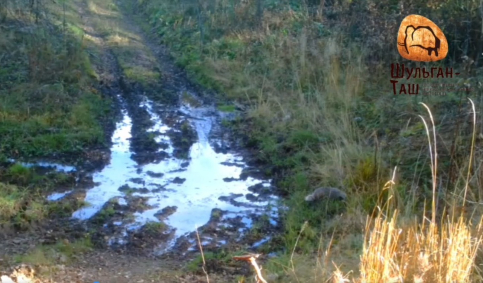 В заповеднике Башкирии фотоловушка впервые поймала барсука