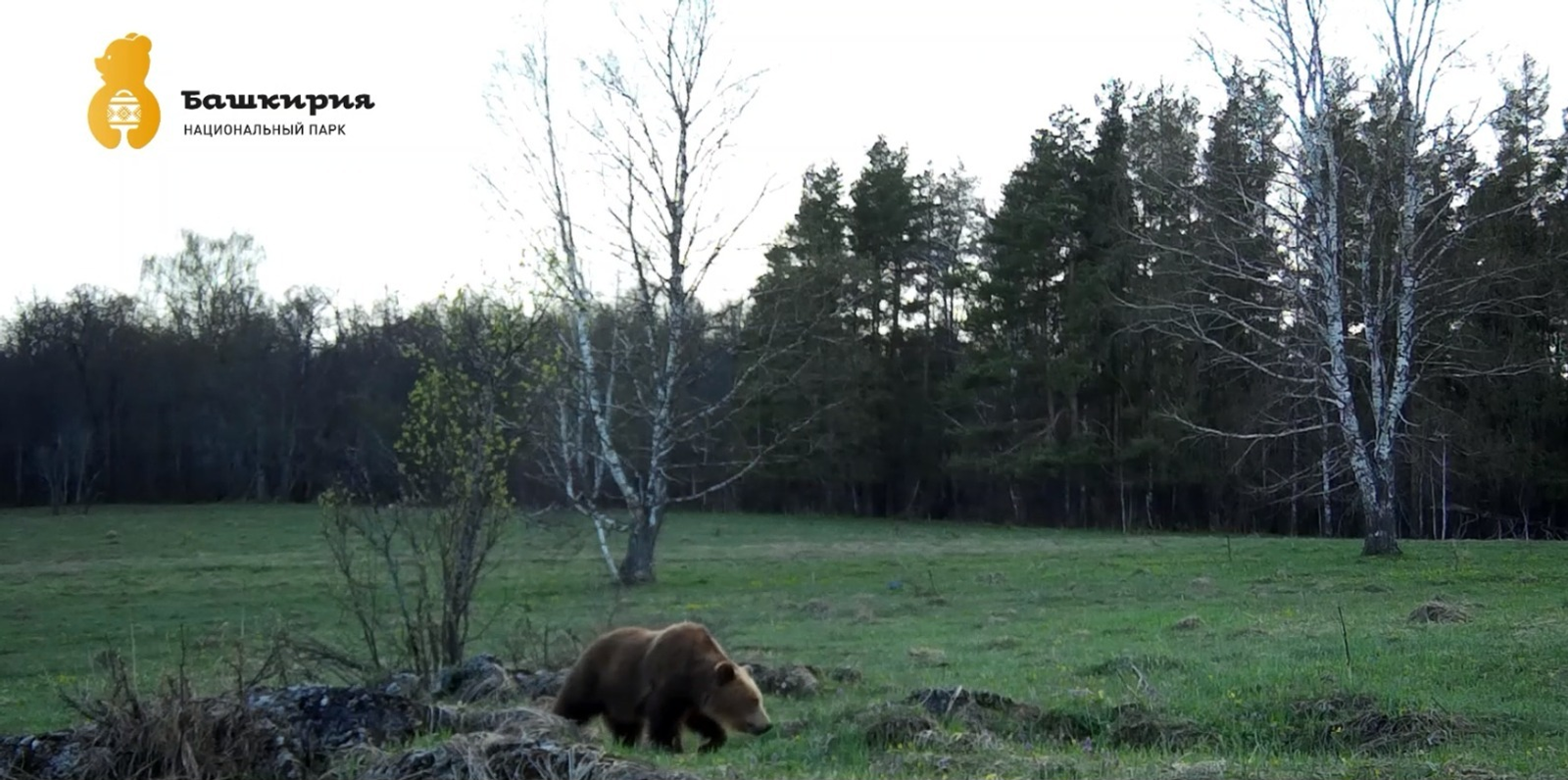 Фотоловушка нацпарка «Башкирия» запечатлела медведя и косулю