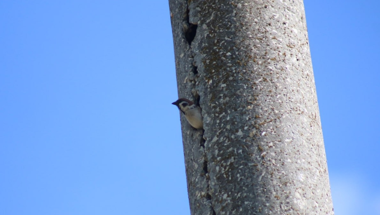 В Башкирии воробьи устроили гнездо в электрическом столбе