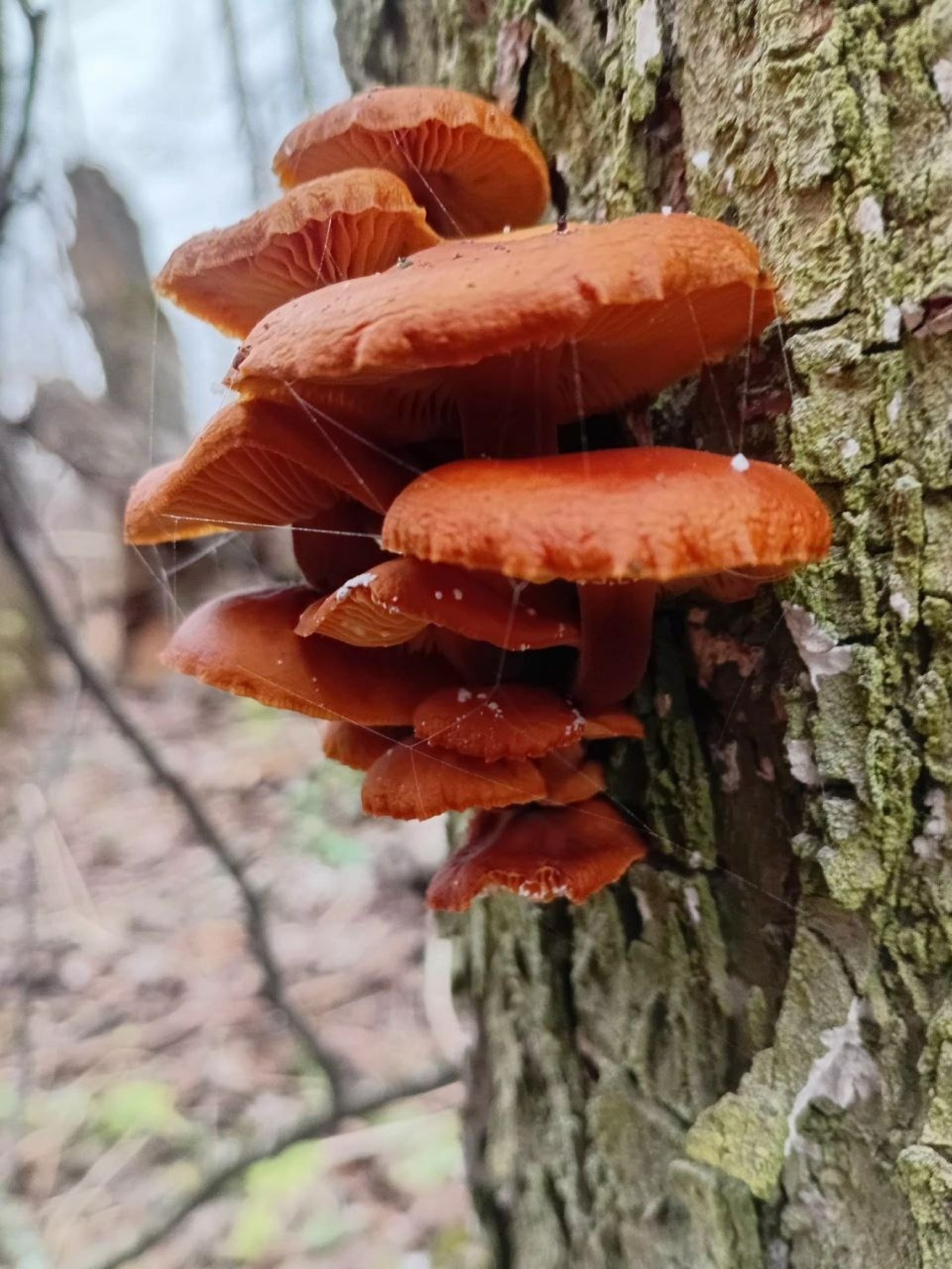 В лесах Башкирии нашли зимние опята