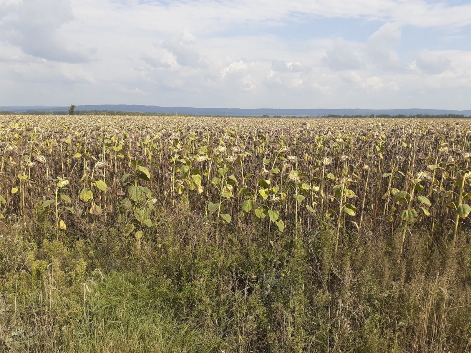 Радий Хабиров поблагодарил аграриев Башкирии за хороший урожай
