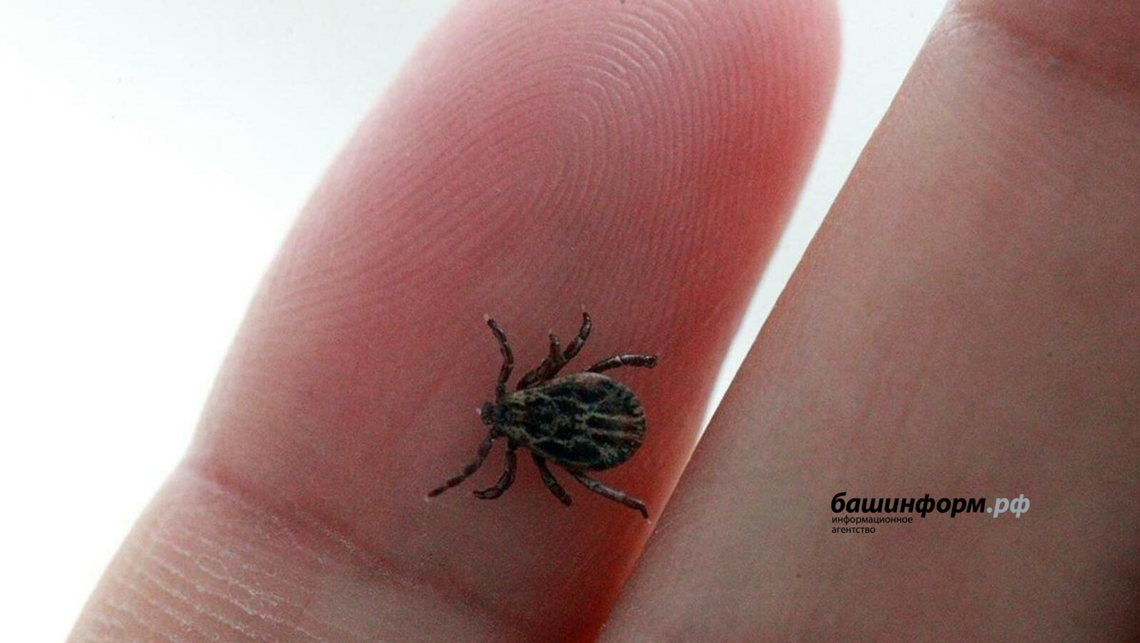 В Башкирии клещи покусали уже почти 3,5 тысячи человек