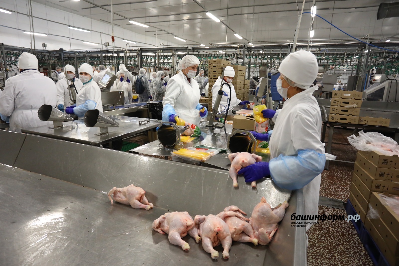 Группа «Черкизово» намерена вдвое увеличить производство мяса птицы в Башкирии