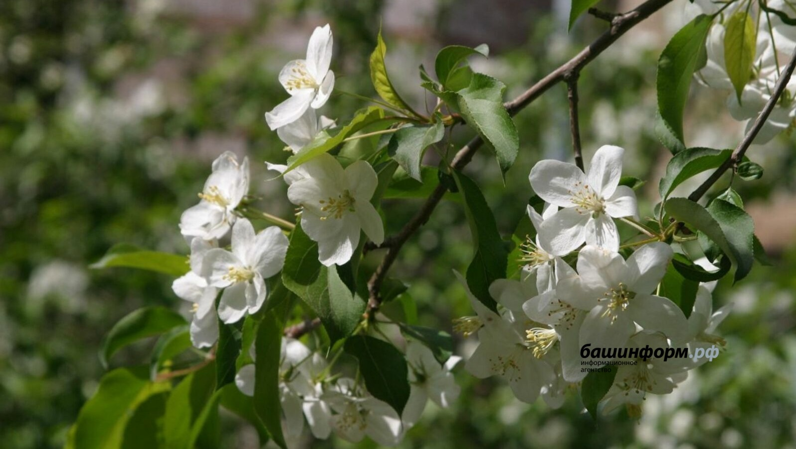 Жителей Башкирии предупредили о пике сезонной аллергии