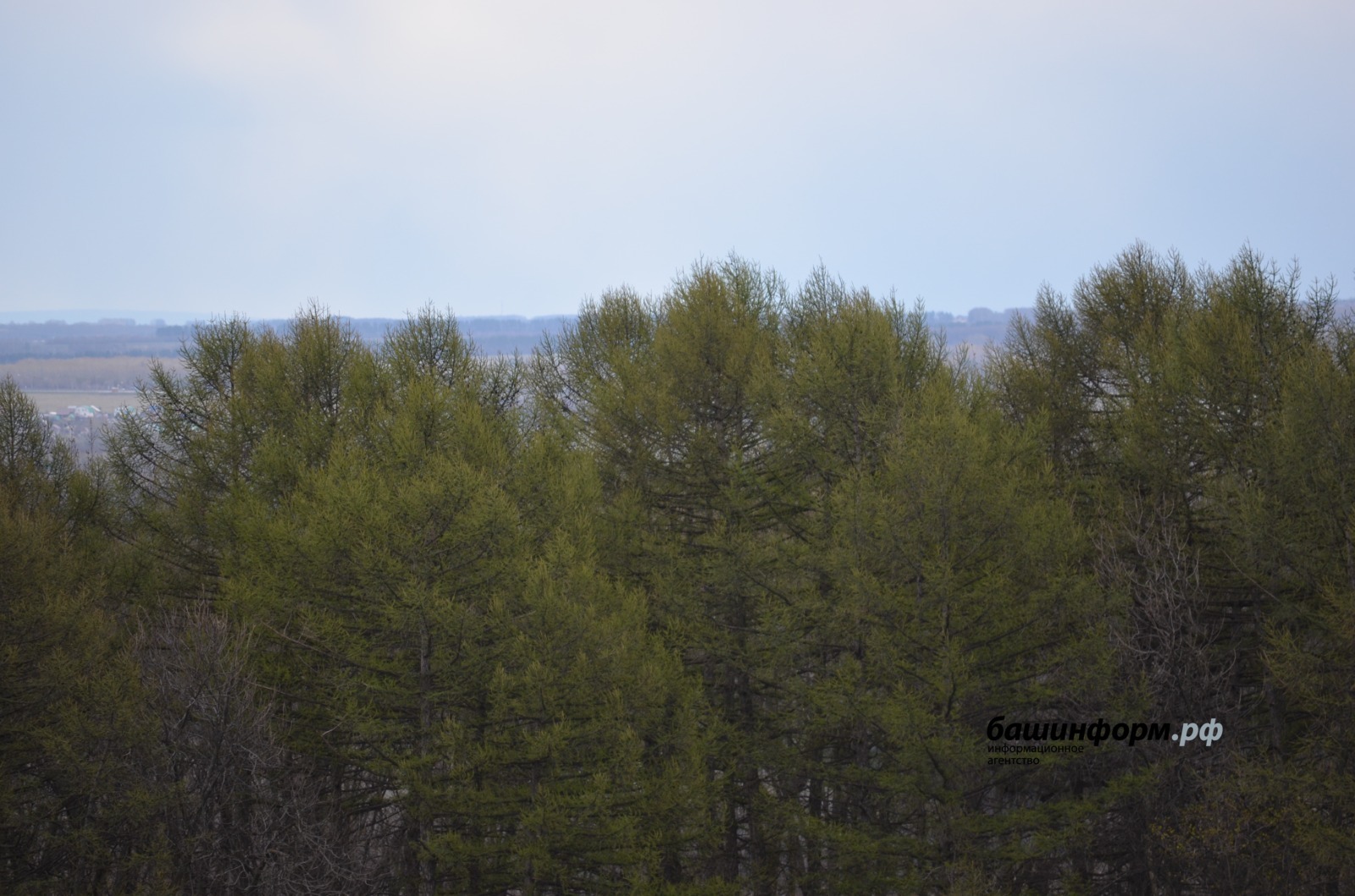 Спасатели Башкирии дали рекомендации, как не заблудиться в лесу