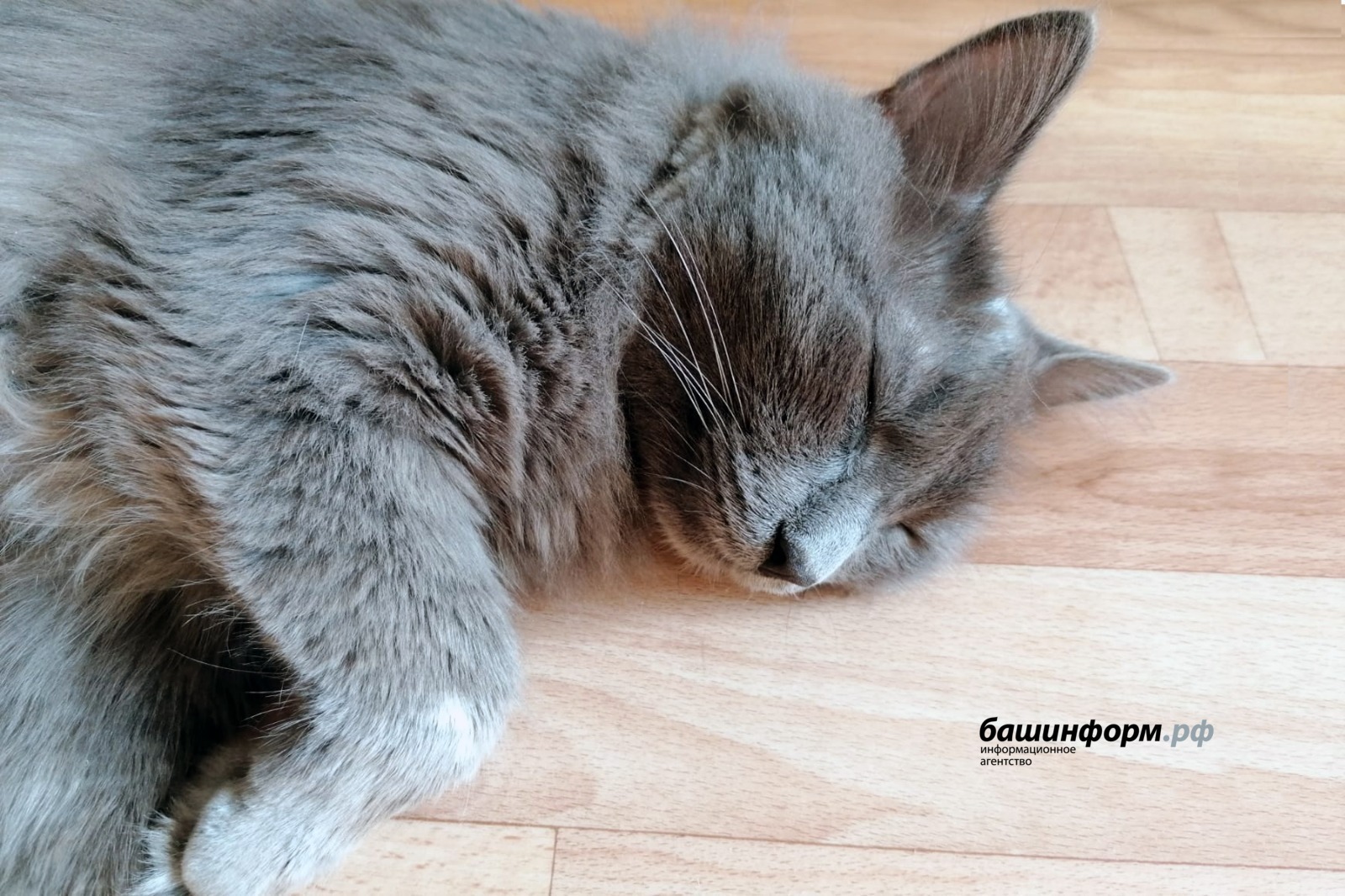 В Роспотребнадзоре по Башкирии рассказали, сколько часов нужно для сна