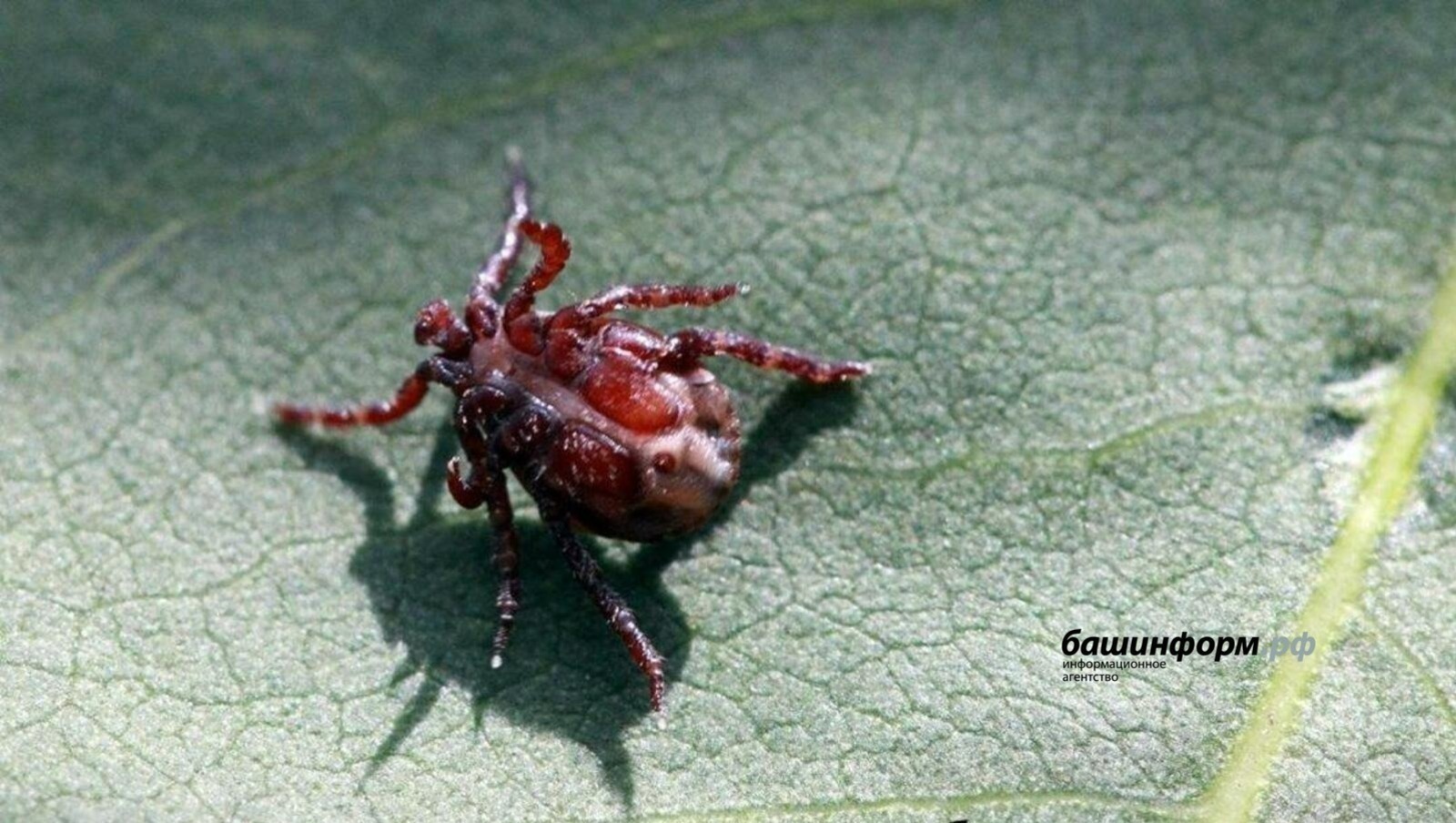 В Роспотребнадзоре Башкирии сообщили, когда начнется обработка от клещей