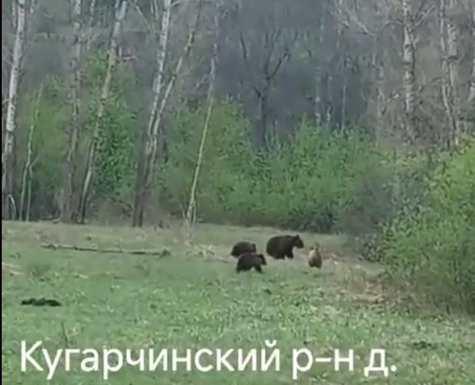 В Башкирии заметили семью медведей на прогулке