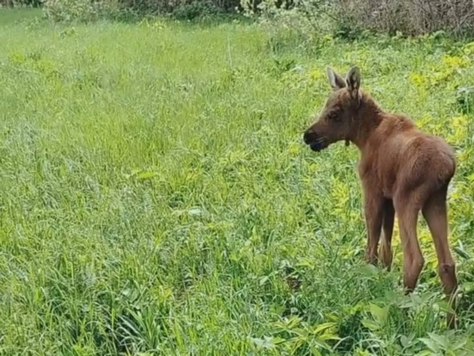 В Башкирии обнаружили одинокого лосёнка